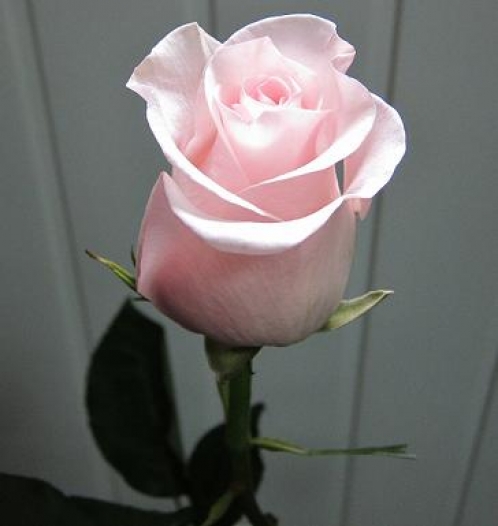 Роза Титаник