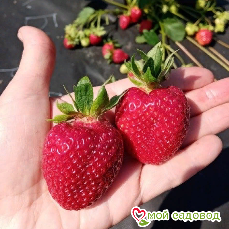 Клубника Флорин
