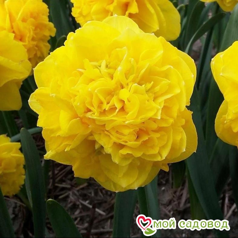 Нарцисс махровый Истертайд