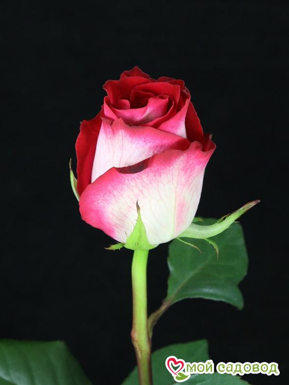 Роза Латин Леди