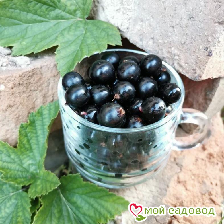Черная смородина Нара