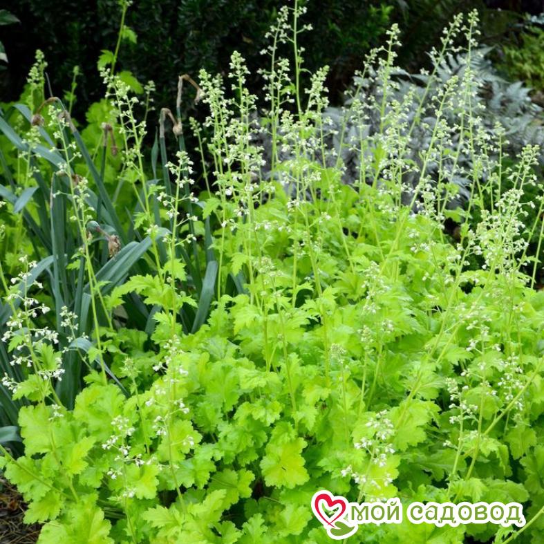 Гейхера Лайм Рикей