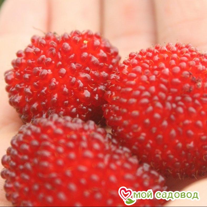 Малино-клубника