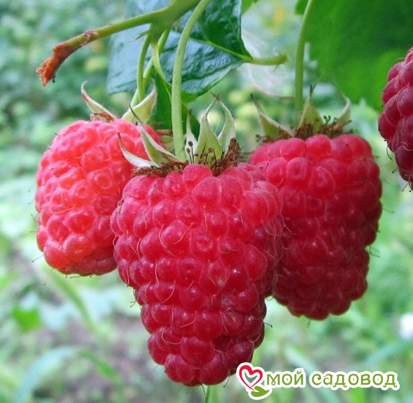 Малина Карамелька ремонтантная