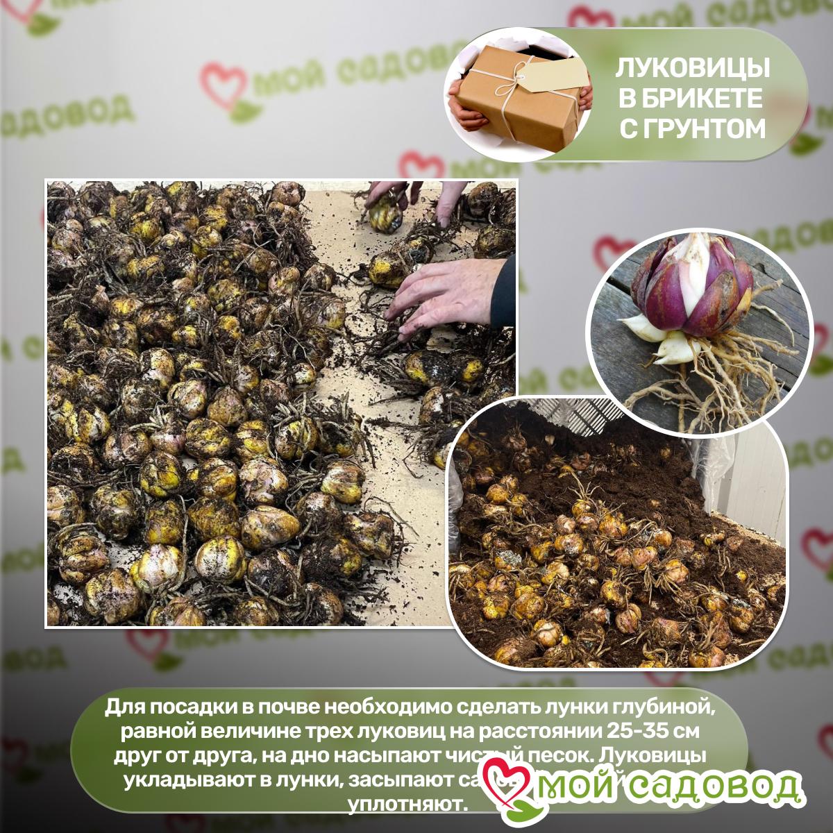 Лилия ЛА-гибрид Шугар Диамонд